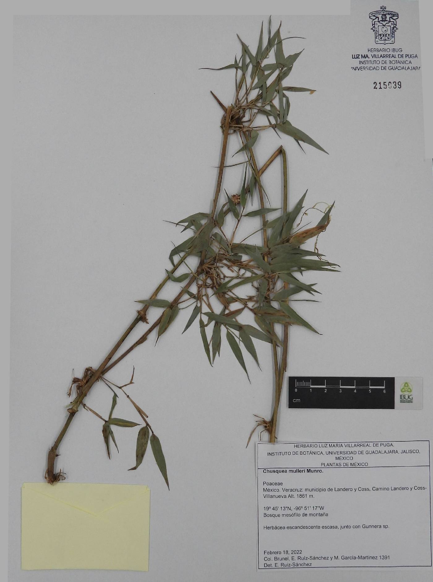 Chusquea mulleri image