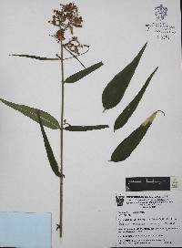 Cuphea hookeriana image