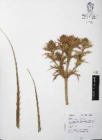 Eryngium alternatum image