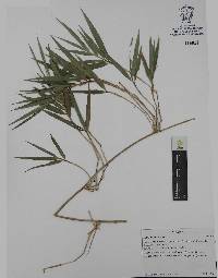 Chusquea repens image