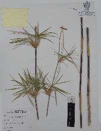 Chusquea nelsonii image