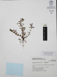 Ammannia robusta image