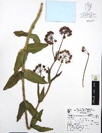 Media resource of Asclepias graogramanii