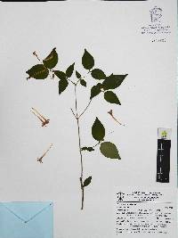 Bouvardia lottae image