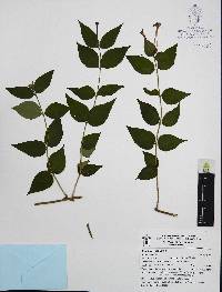 Bouvardia lottae image