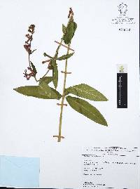 Cuphea procumbens image