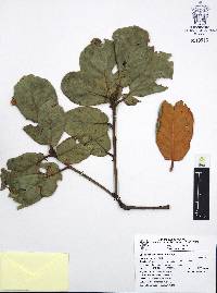 Quercus crassifolia image