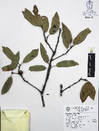 Quercus laurina image