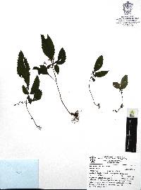 Achimenes occidentalis image