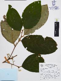 Styrax radians image