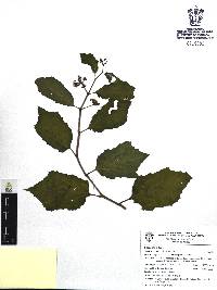 Cissus verticillata image