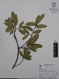 Quercus eduardi image