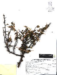 Bursera fagaroides image