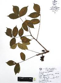 Bursera grandifolia image