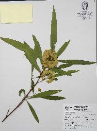 Dodonaea viscosa image