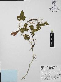Passiflora bryonioides image