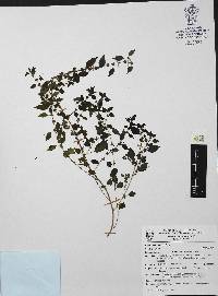 Parietaria floridana image