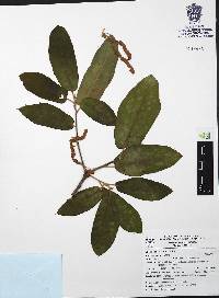 Quercus aristata image