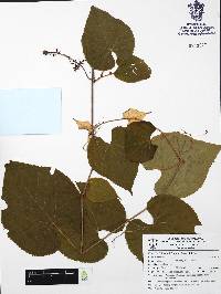 Vitis tiliifolia image