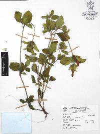 Ruellia lactea image