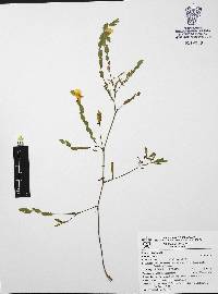 Zornia reticulata image