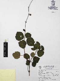 Triumfetta discolor image