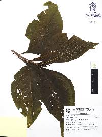Randia laevigata image