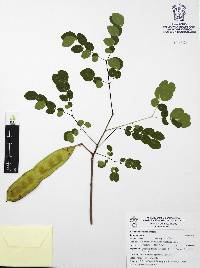 Albizia occidentalis image