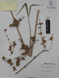 Bambusa vulgaris image