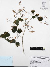 Thalictrum pringlei image