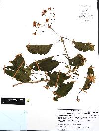 Solanum dulcamaroides image