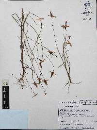 Bidens rostrata image