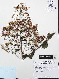 Vernonanthura serratuloides image