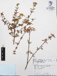 Lippia graveolens image