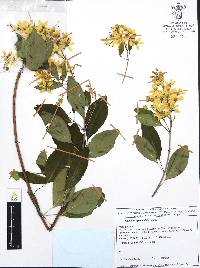Galphimia paniculata image