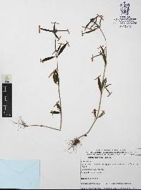 Mitracarpus hirtus image