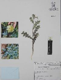 Argemone ochroleuca image