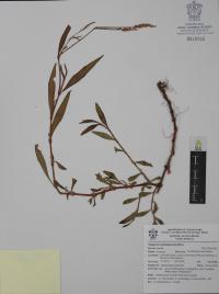 Persicaria hydropiperoides image