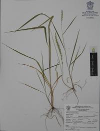 Setaria grisebachii image