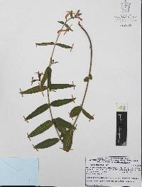 Cuphea jorullensis image