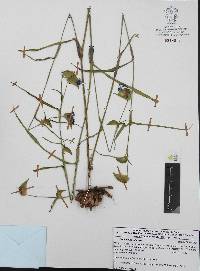 Commelina tuberosa image