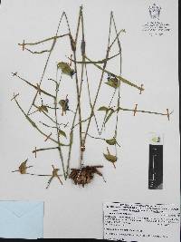 Commelina tuberosa image