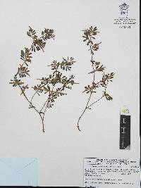 Lotus repens image