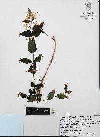 Carlowrightia mcvaughii image