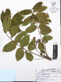 Trichilia americana image