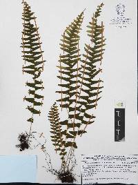 Nephrolepis undulata image