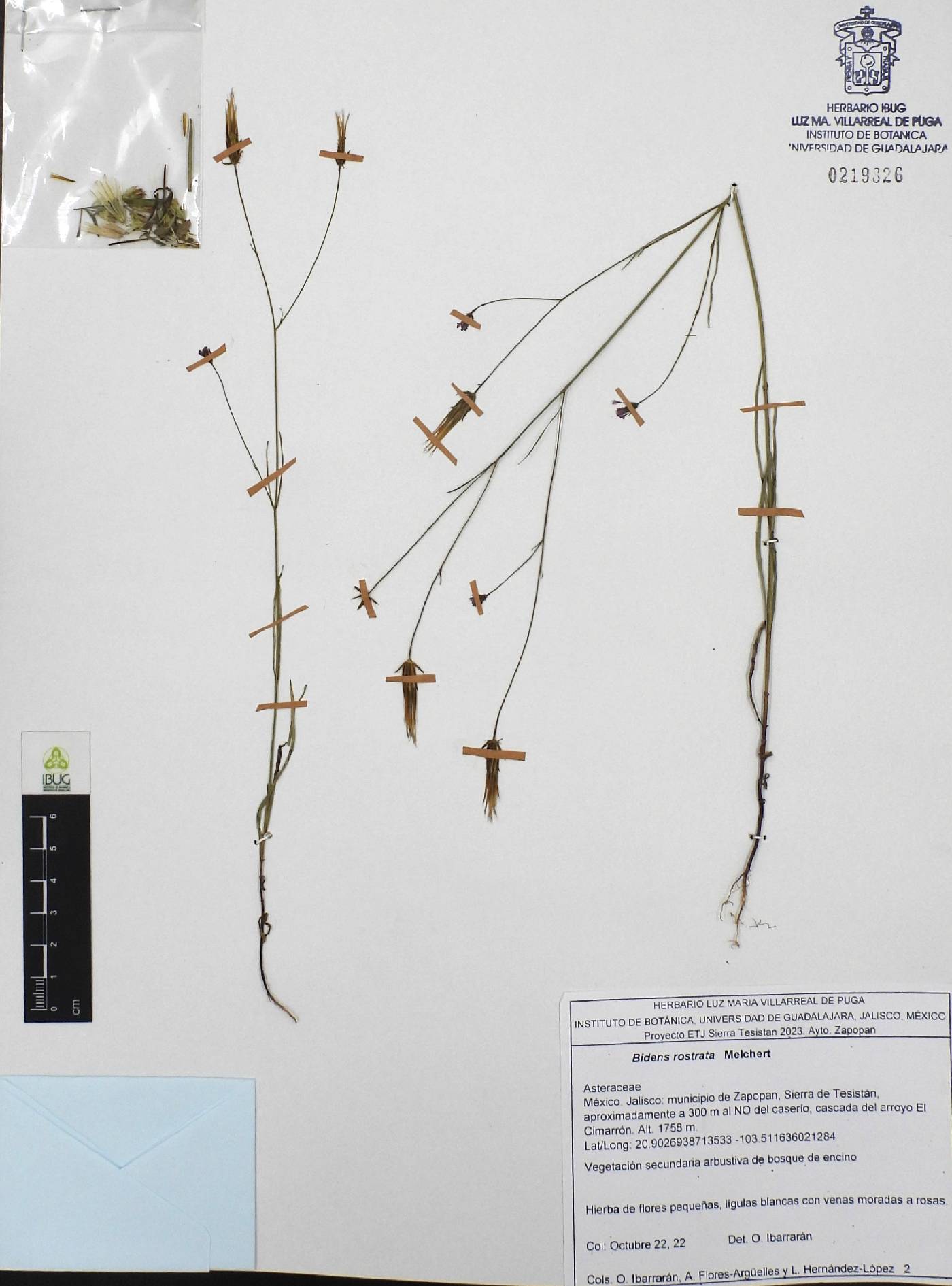 Bidens rostrata image