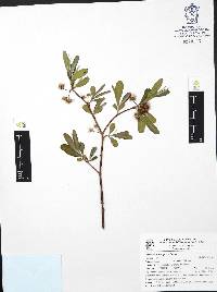 Lasiocarpus ferrugineus image