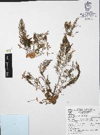 Marathrum plumosum image