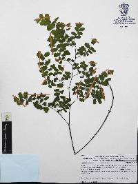 Adiantum braunii image